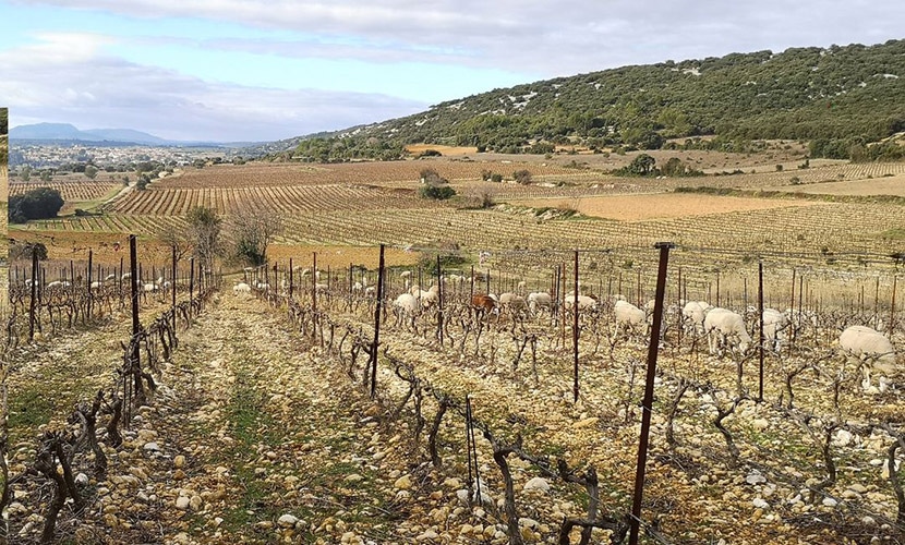 フランス南部ラングドック・ルーション地方のワイン畑
